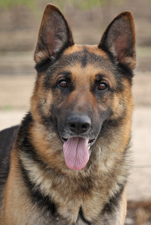 Westside German Shepherd Rescue of Los Angeles